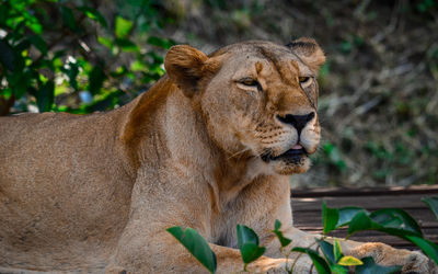 Close-up of a cat looking away