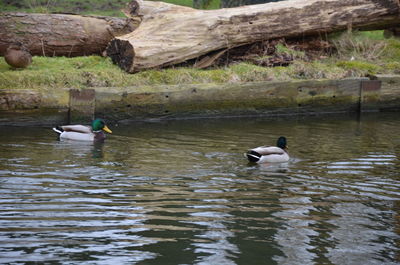 Ducks swimming in lake