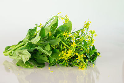 Close-up of leaves against white background