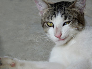 Close-up portrait of cat