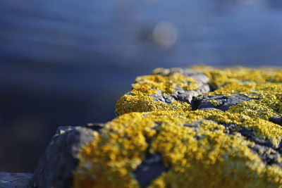 Close-up of lichen on rock