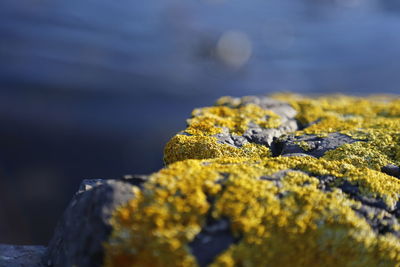 Close-up of yellow bright moss, algae on a rock