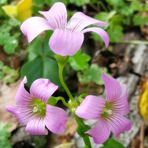 Close-up of pink crocus flowers