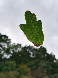 Close-up of wet plant leaves during rainy season