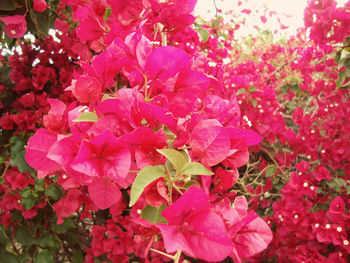 Close-up of pink flowers