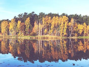 Reflection of trees in water