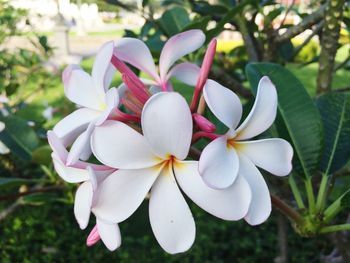 Close-up of frangipani blooming on tree