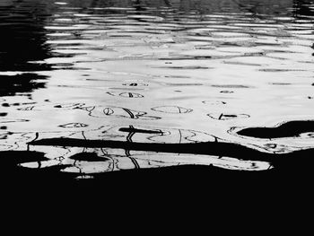 Close-up of birds in lake