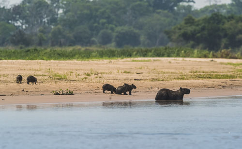 Elephants drinking water