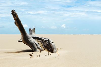 Driftwood on sand at beach against sky