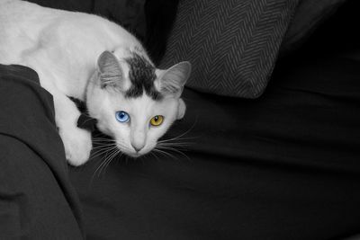 Portrait of cat lying on sofa