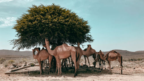 Camels on a field 