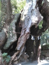 Lizard on tree trunk in forest