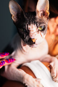 Hairless cat - peter mckinnon style