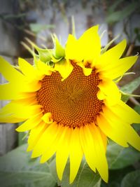 Close-up of fresh sunflower blooming outdoors