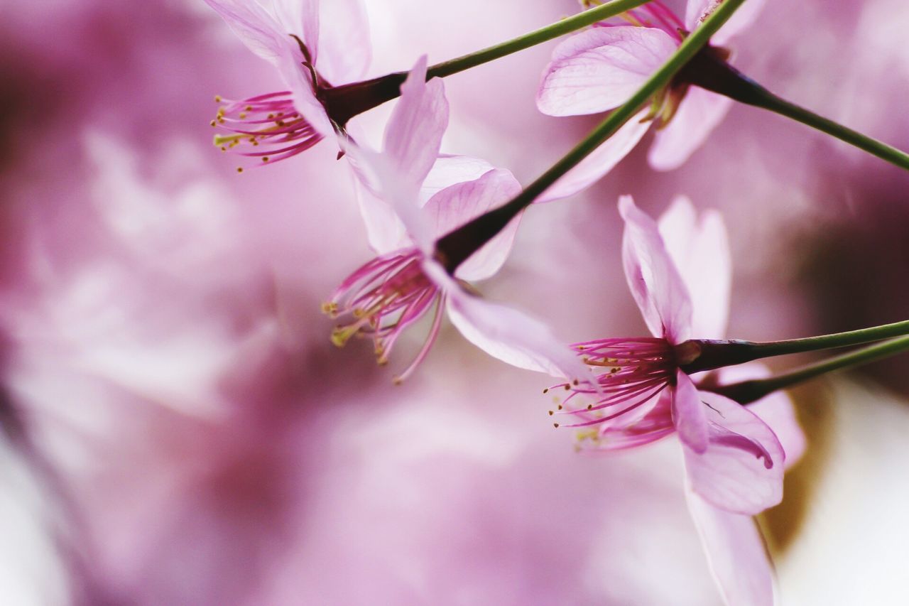 flower, freshness, fragility, petal, pink color, growth, close-up, flower head, beauty in nature, focus on foreground, nature, plant, blooming, stamen, stem, pollen, selective focus, pink, in bloom, blossom