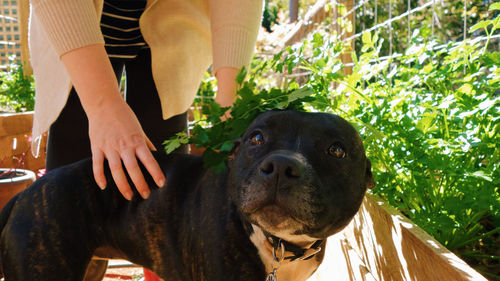 Midsection of woman with pit bull terrier at yard