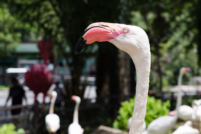 Close-up of a bird