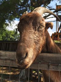 Close-up of horse