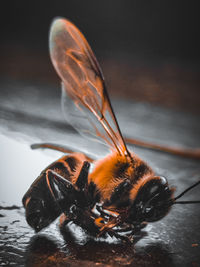 Close-up of bee on leaf