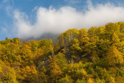 Scenic view of autumn trees against sky. autumn in the mountains. 