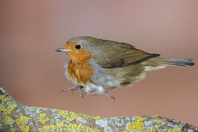 Close-up of bird perching on twig