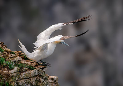 Close-up of seagull flying