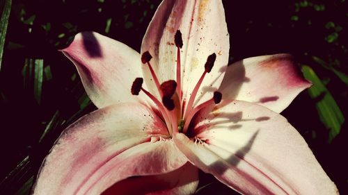 Close-up of day lily blooming outdoors