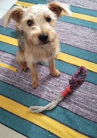 Portrait of cute dog on carpet