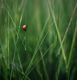 Close-up of ladybug on grass