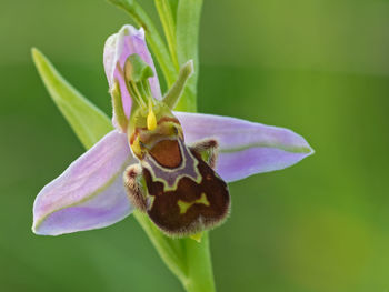 Close-up of butterfly pollinating on purple flower