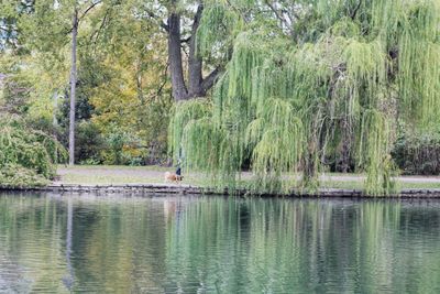 Scenic view of lake in forest