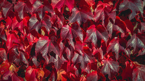 Beautiful, bright autumn background with densely shaded red-fire and burgundy leaves on the wall