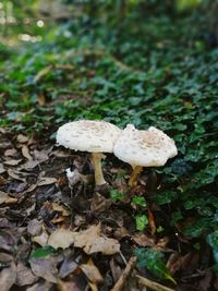 Close-up of mushroom growing on field