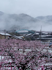 View of cherry blossom against sky