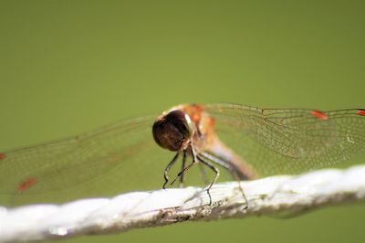 Close-up of insect on leaf