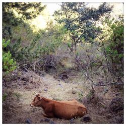 Dog relaxing on grass