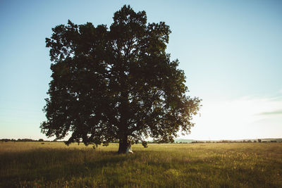 Tree on field against clear sky