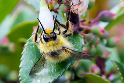 Close-up of bee perching on flower