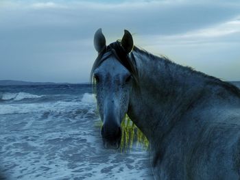 Horse standing in sea against sky