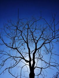 Low angle view of bare trees against blue sky