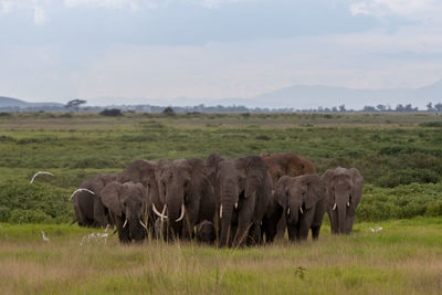 Elephant in a field