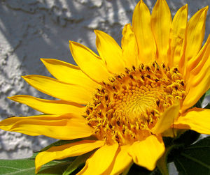 Close-up of yellow flower blooming outdoors