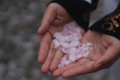 Close-up of hand holding pink flower