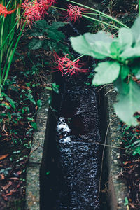 High angle view of plants in forest