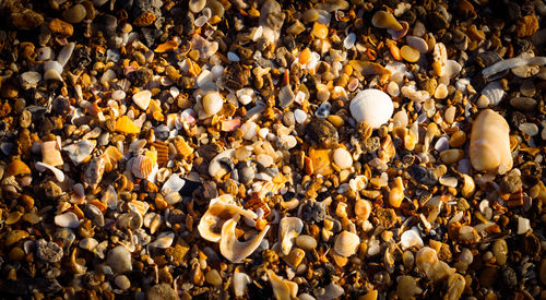 High angle view of seashells