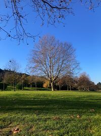 Bare trees on field against clear blue sky