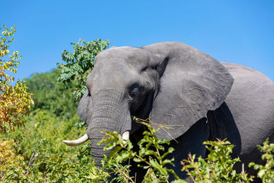 Elephant in forest against clear sky