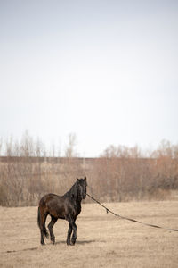 Dog standing in a field