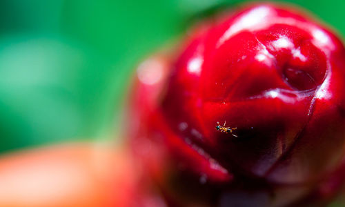 Close-up of water drops on red flower